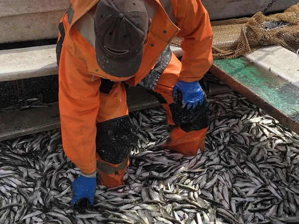 Väike kala, suur mõju: miks kilu ja räime käekäik määrab Läänemere tuleviku