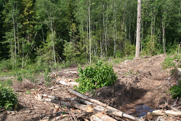 EKO:  Metsa- ja looduskaitseseaduse eelnõud on probleemsed nii sisult kui vormilt