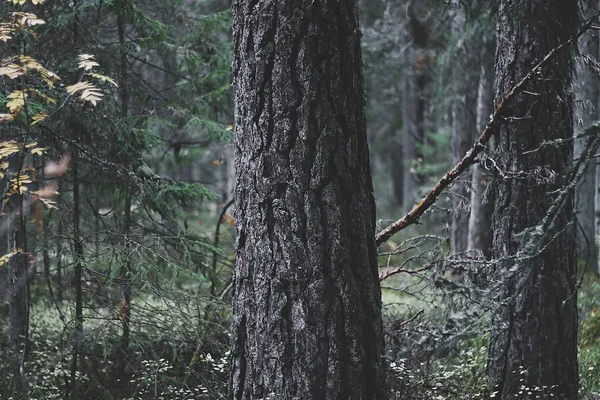  RMK metsade majandamise põhimõtted vajavad sisulisi parandusi