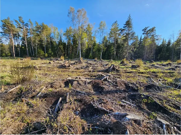 Kaitse nime all raiutud metsad: Hiiumaa juhtum