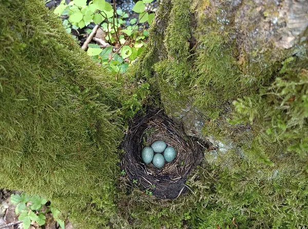 Alam-Pedja linnustiku eelseire kinnitab märgade metsade elurikkust