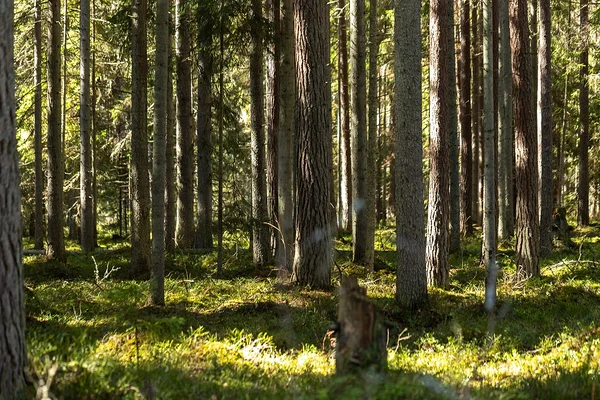 ELF: riik peab tuuleparkide planeerimisel tagama rohevõrgustiku säilimise