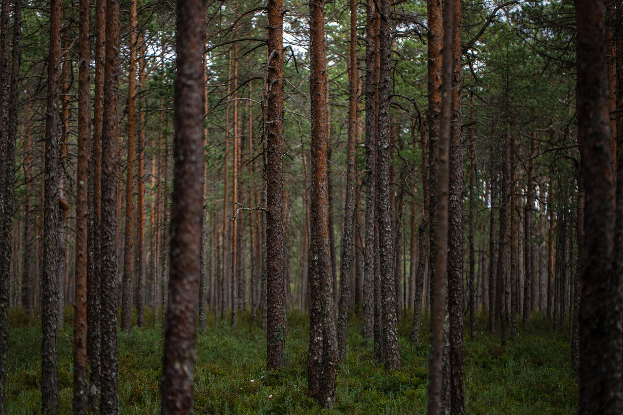 ELF soovitab ELi 2040. aasta kliimaeesmärgini jõuda rahvusvahelisi krediite kaasamata