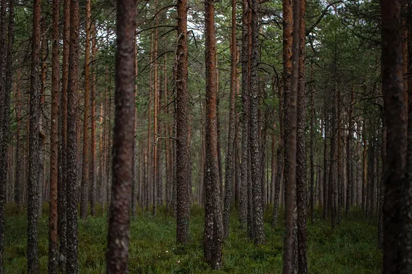 ELF soovitab ELi 2040. aasta kliimaeesmärgini jõuda rahvusvahelisi krediite kaasamata